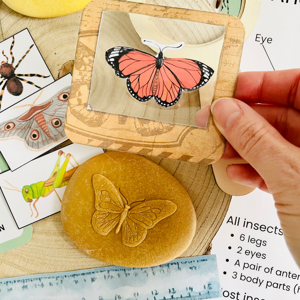 Insect Slide Collection Insect Specimen Slides – Play Craft Grow