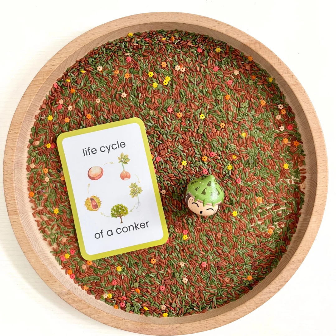 Life Cycle of a Conker Flashcards – Play Craft Grow